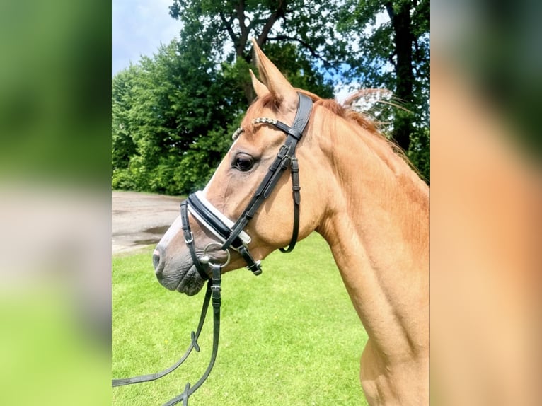 German Riding Pony Mare 4 years 14.1 hh Dun in Deinste