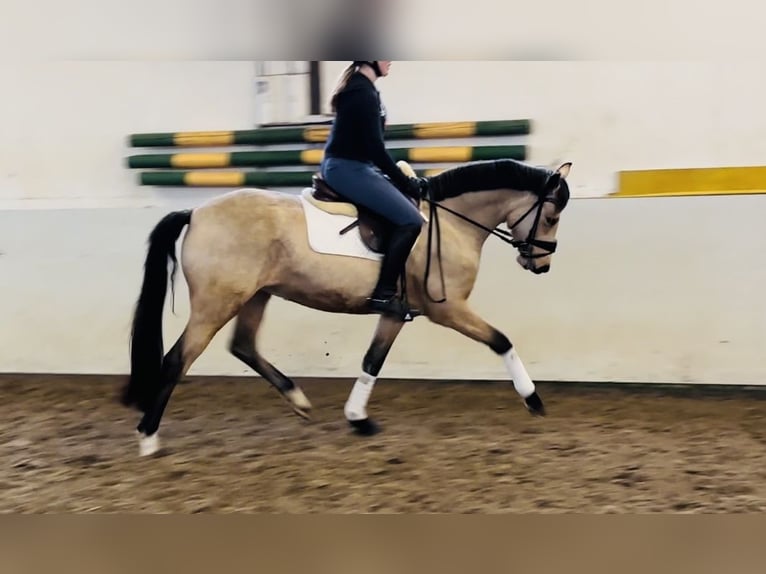 German Riding Pony Mare 4 years 14,1 hh Dun in Hassendorf