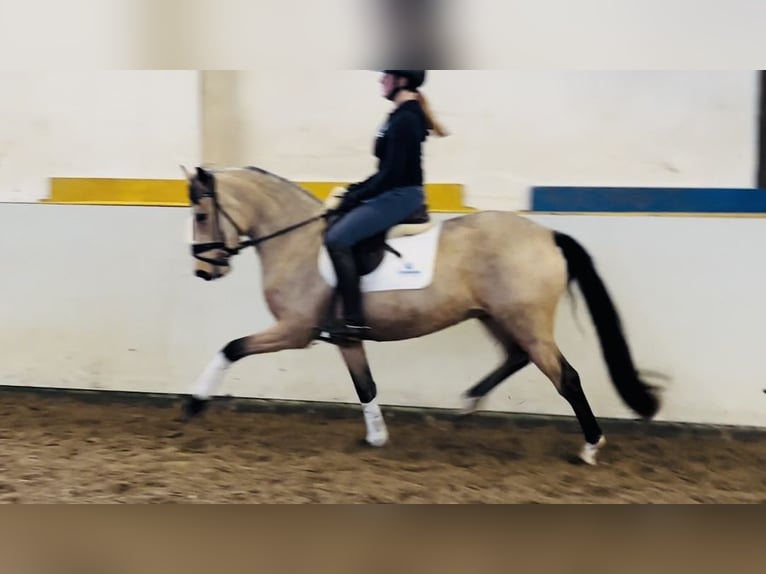 German Riding Pony Mare 4 years 14,1 hh Dun in Hassendorf