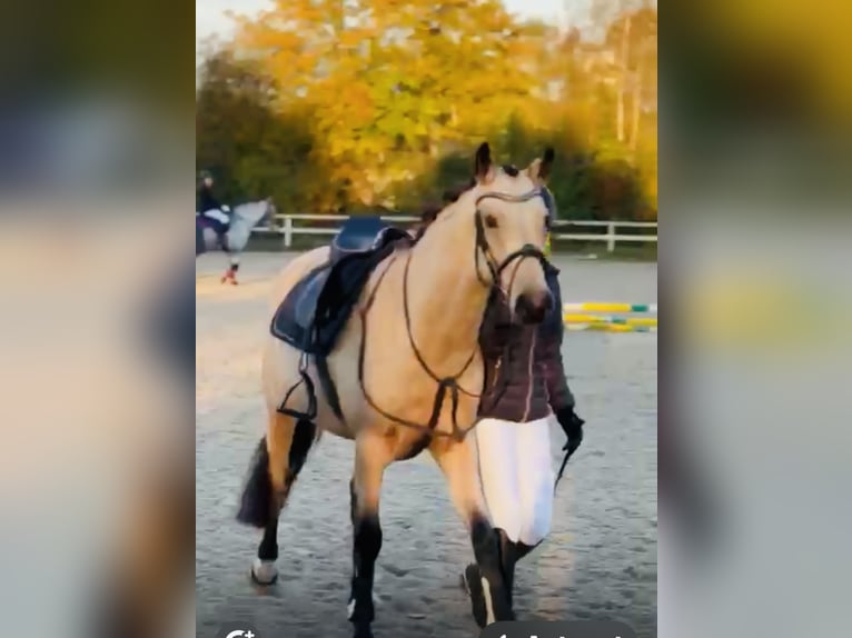 German Riding Pony Mare 4 years 14,1 hh Dun in Hassendorf