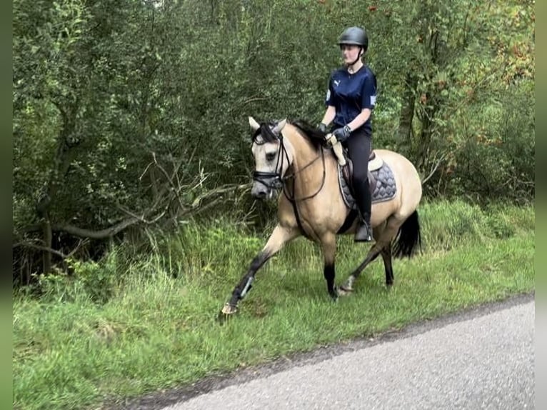 German Riding Pony Mare 4 years 14,1 hh Dun in Hassendorf