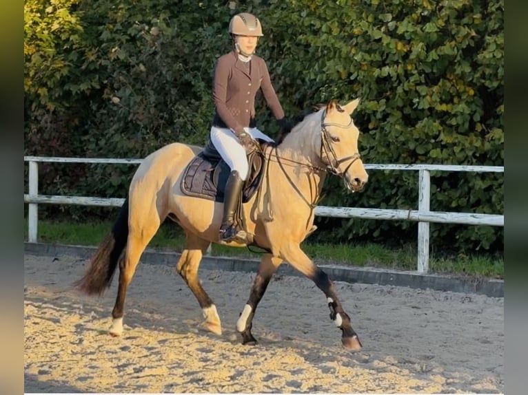 German Riding Pony Mare 4 years 14,1 hh Dun in Hassendorf