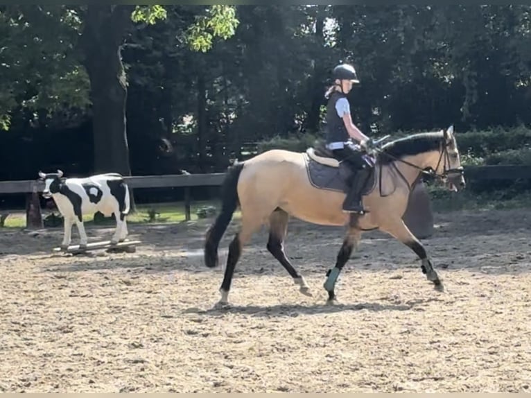 German Riding Pony Mare 4 years 14,1 hh Dun in Hassendorf