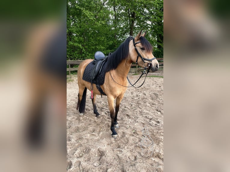 German Riding Pony Mare 4 years 14.1 hh Dun in Tellingstedt