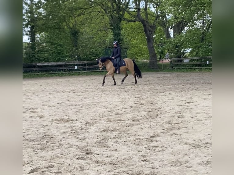 German Riding Pony Mare 4 years 14.1 hh Dun in Tellingstedt
