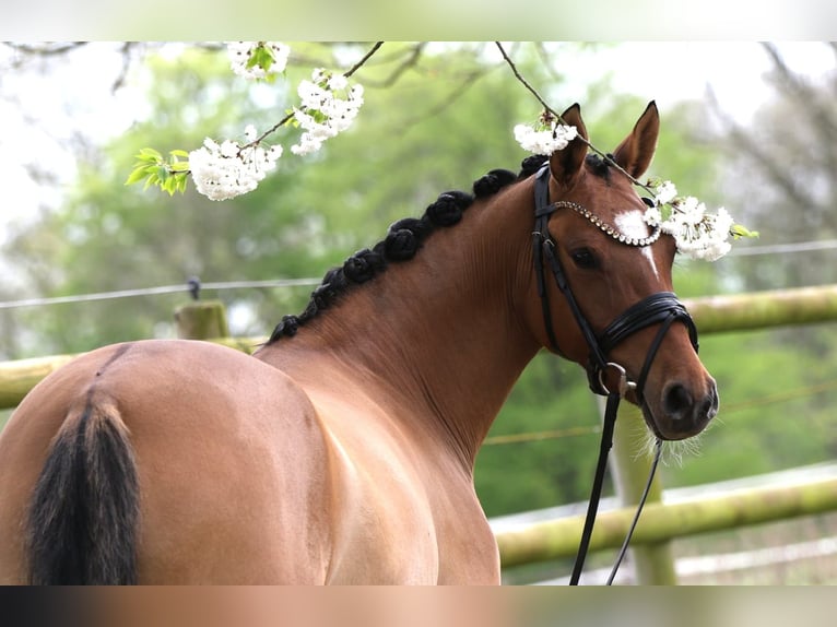 German Riding Pony Mare 4 years 14.1 hh Dun in Rehburg-Loccum