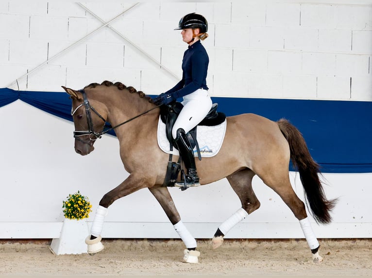 German Riding Pony Mare 4 years 14.1 hh Dun in Marsberg