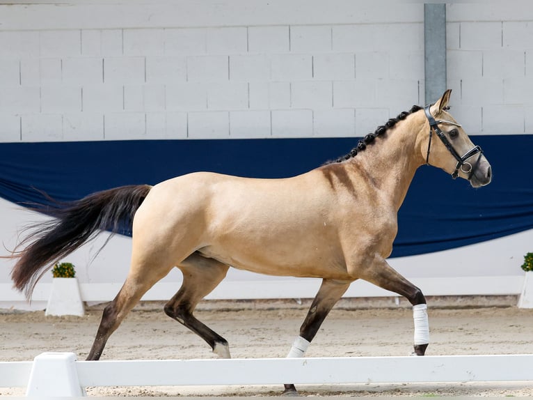 German Riding Pony Mare 4 years 14.1 hh Dun in Marsberg