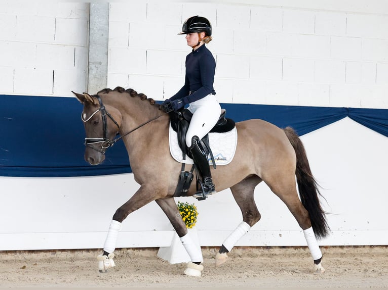 German Riding Pony Mare 4 years 14.1 hh Dun in Marsberg