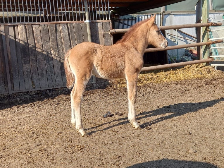 German Riding Pony Mare 4 years 14.1 hh Dun in Niederzier