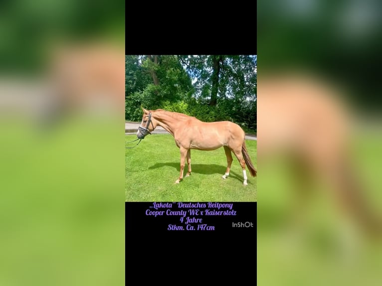 German Riding Pony Mare 4 years 14.1 hh Dun in Ahlerstedt