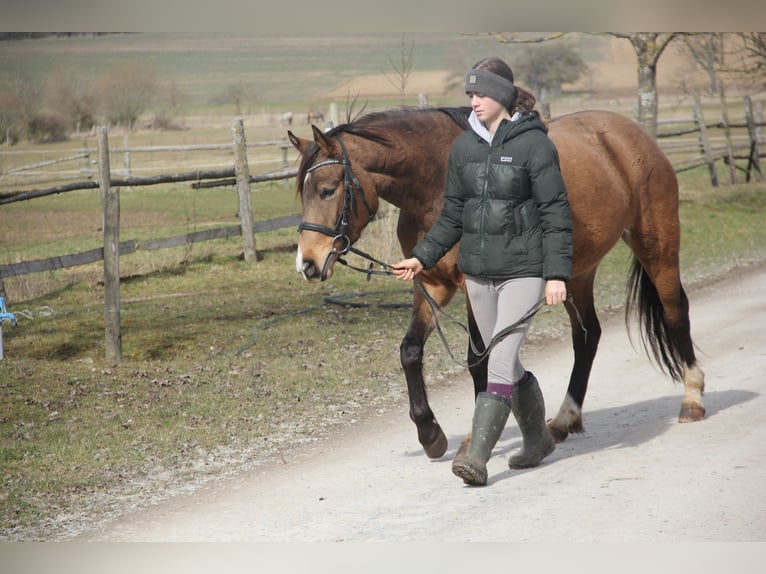 German Riding Pony Mare 4 years 14,1 hh Dun in Buchen (Odenwald)