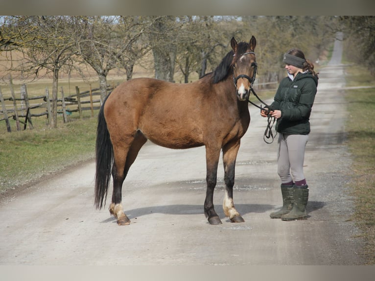 German Riding Pony Mare 4 years 14,1 hh Dun in Buchen (Odenwald)