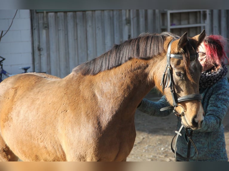 German Riding Pony Mare 4 years 14,1 hh Dun in Buchen (Odenwald)