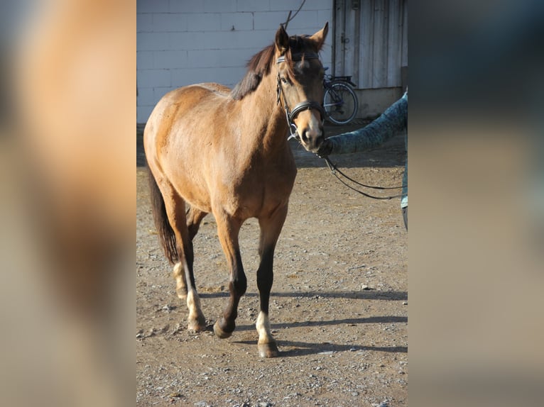 German Riding Pony Mare 4 years 14,1 hh Dun in Buchen (Odenwald)