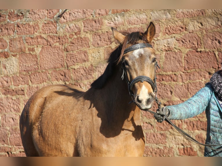 German Riding Pony Mare 4 years 14,1 hh Dun in Buchen (Odenwald)