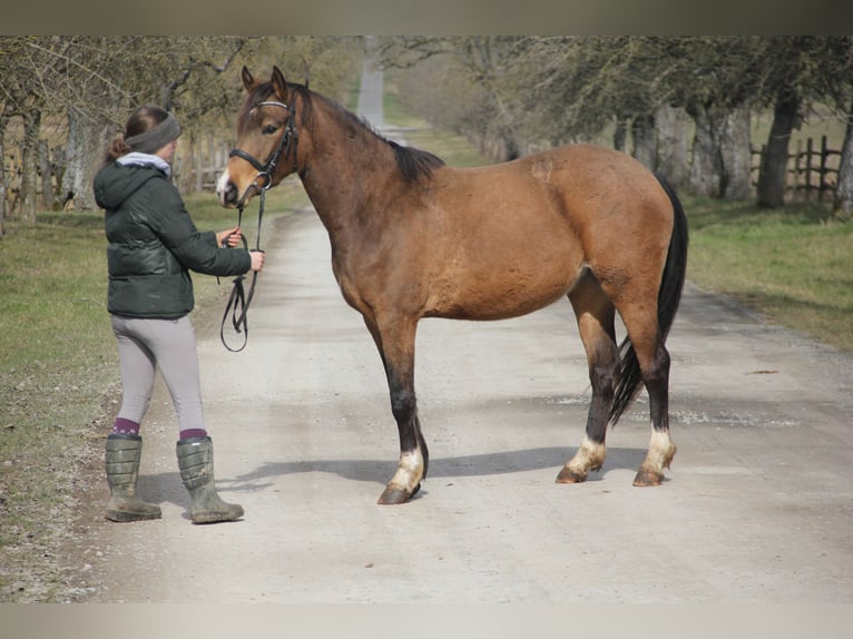 German Riding Pony Mare 4 years 14,1 hh Dun in Buchen (Odenwald)