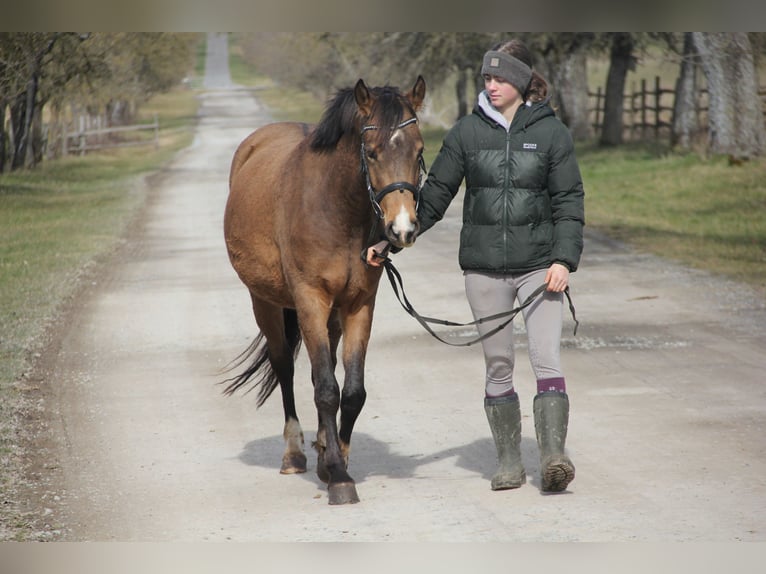 German Riding Pony Mare 4 years 14,1 hh Dun in Buchen (Odenwald)