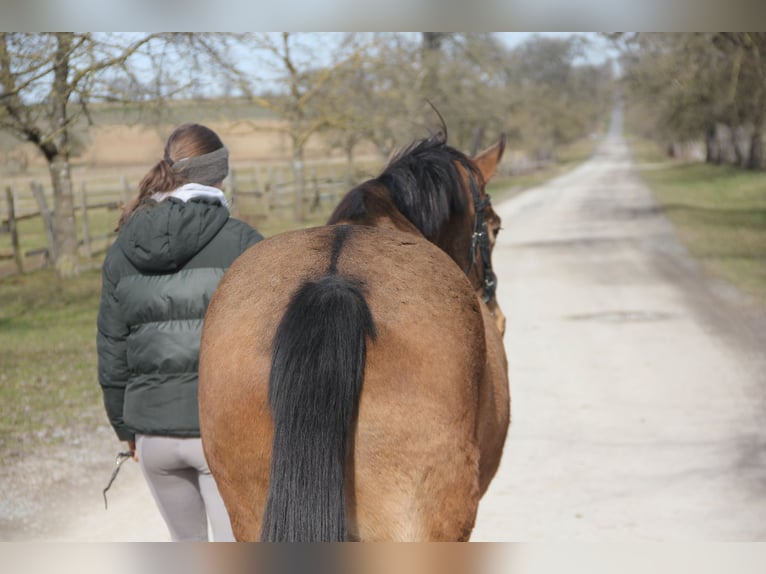 German Riding Pony Mare 4 years 14,1 hh Dun in Buchen (Odenwald)