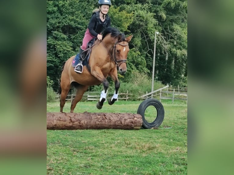 German Riding Pony Mare 4 years 14,1 hh Dun in Ritterhude