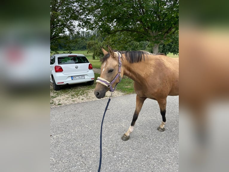 German Riding Pony Mare 4 years 14,1 hh Dun in Bodman-Ludwigshafen