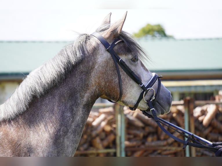 German Riding Pony Mare 4 years 14,1 hh Gray in Treuenbrietzen