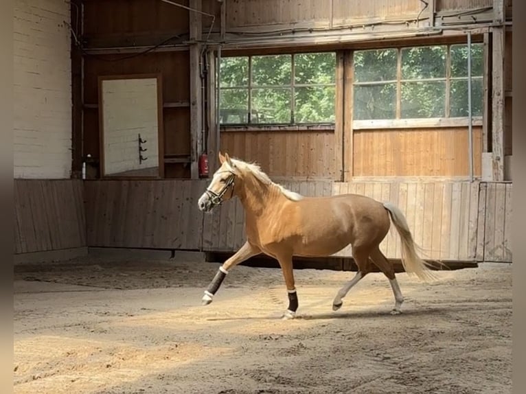 German Riding Pony Mare 4 years 14.1 hh Palomino in Düsseldorf
