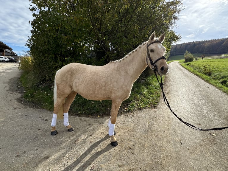 German Riding Pony Mare 4 years 14,1 hh Palomino in GelterkindenGelterkinden