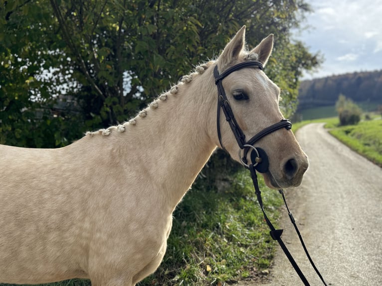 German Riding Pony Mare 4 years 14,1 hh Palomino in GelterkindenGelterkinden