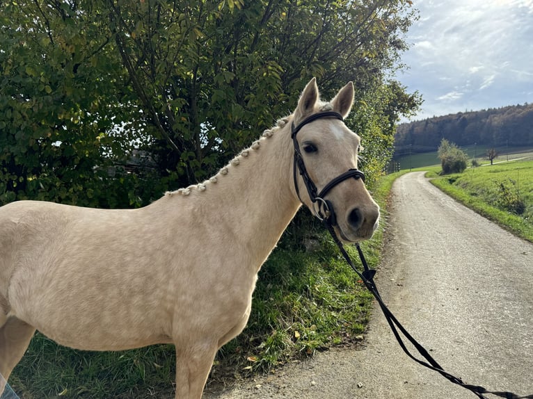 German Riding Pony Mare 4 years 14,1 hh Palomino in GelterkindenGelterkinden