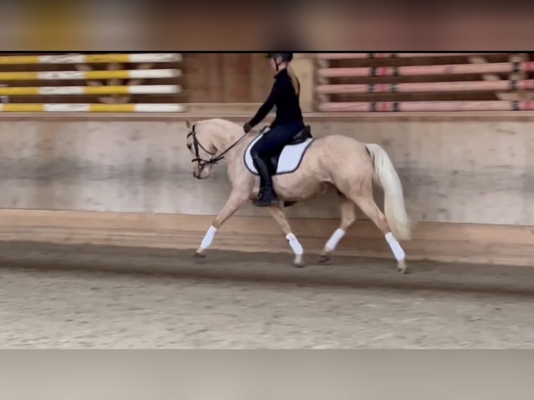 German Riding Pony Mare 4 years 14,1 hh Palomino in GelterkindenGelterkinden