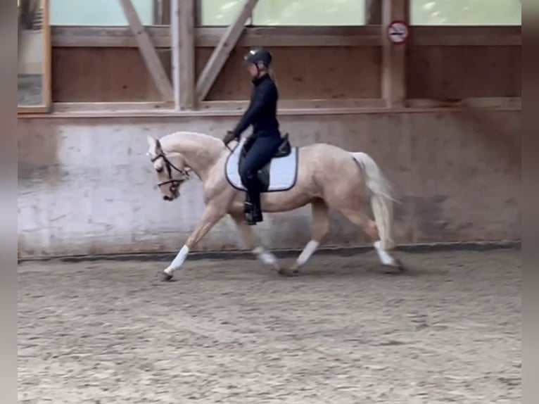 German Riding Pony Mare 4 years 14,1 hh Palomino in GelterkindenGelterkinden