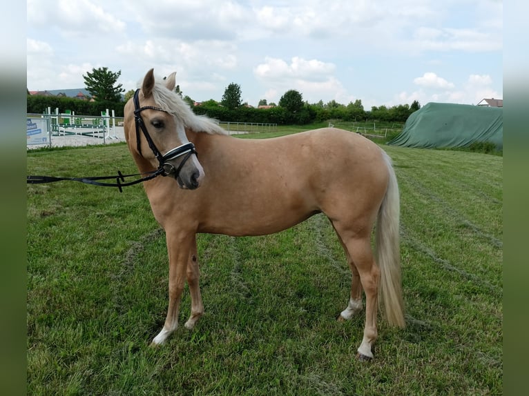 German Riding Pony Mare 4 years 14,1 hh Palomino in Salzhemmendorf