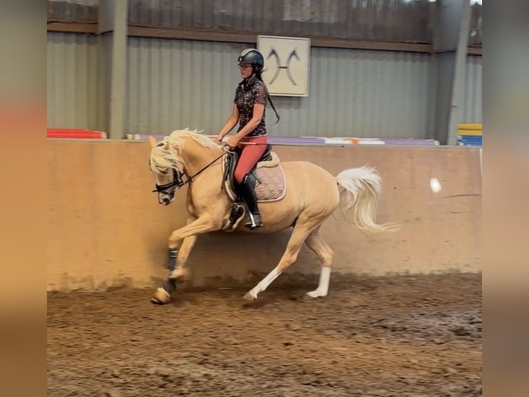 German Riding Pony Mare 4 years 14.1 hh Palomino in Achim