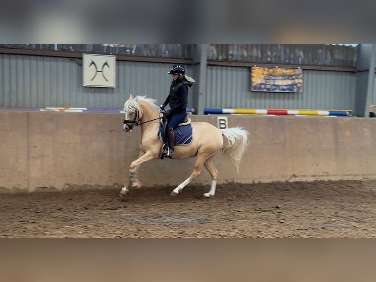 German Riding Pony Mare 4 years 14.1 hh Palomino in Achim