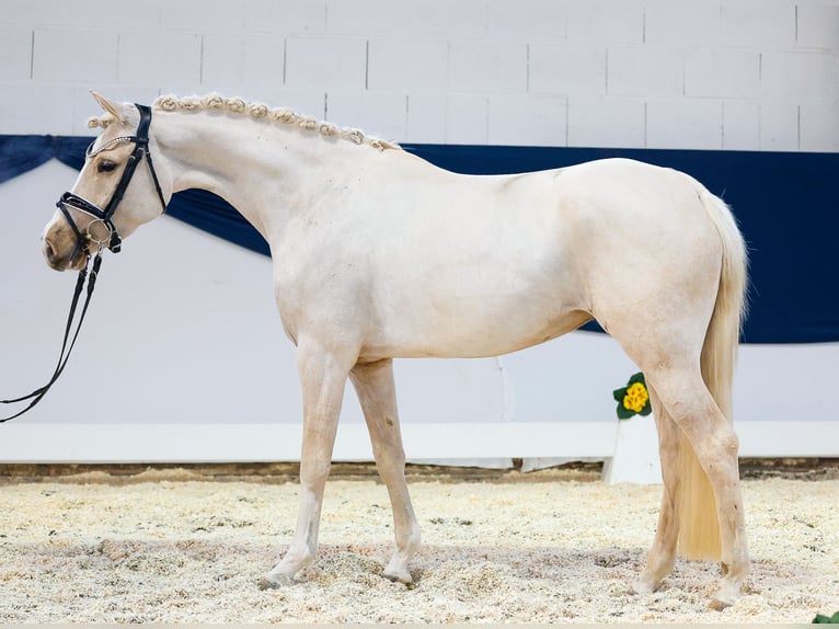 German Riding Pony Mare 4 years 14,1 hh Palomino in Marsberg