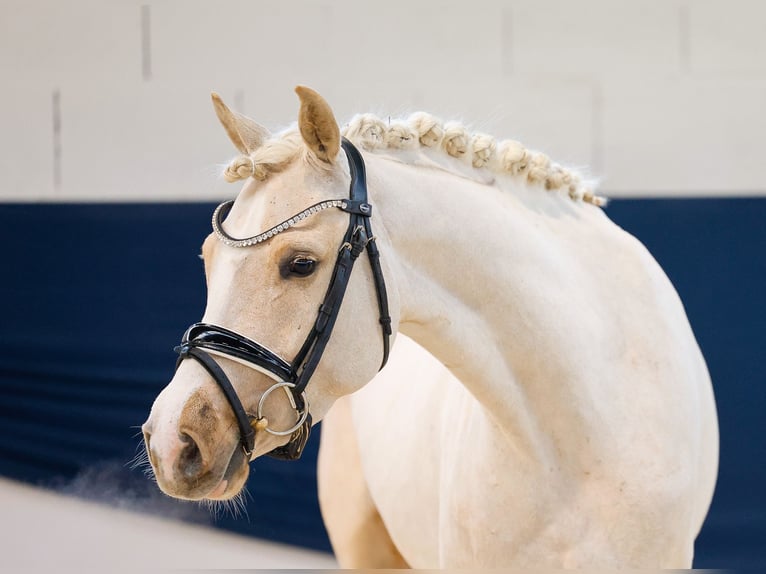 German Riding Pony Mare 4 years 14,1 hh Palomino in Marsberg