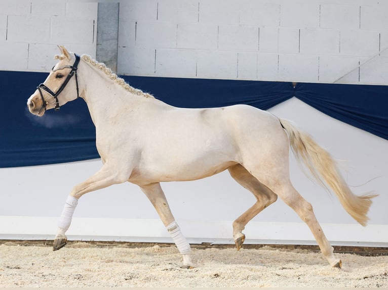 German Riding Pony Mare 4 years 14,1 hh Palomino in Marsberg