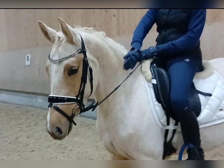 German Riding Pony Mare 4 years 14.1 hh Palomino in Rudersberg