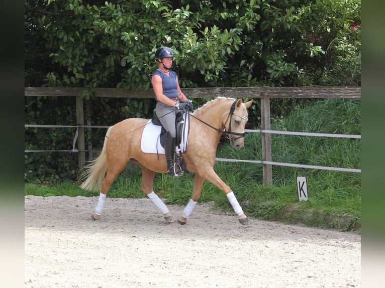 German Riding Pony Mare 4 years 14,1 hh Palomino in Tönisvorst