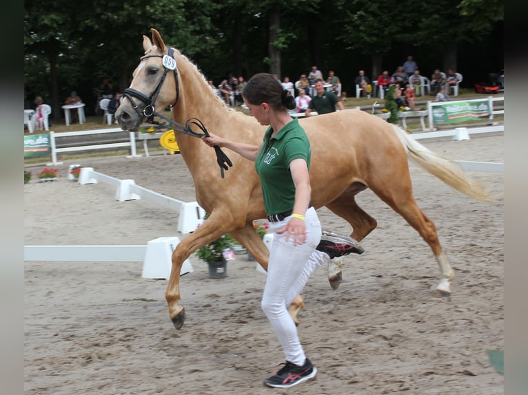 German Riding Pony Mare 4 years 14,1 hh Palomino in Tönisvorst