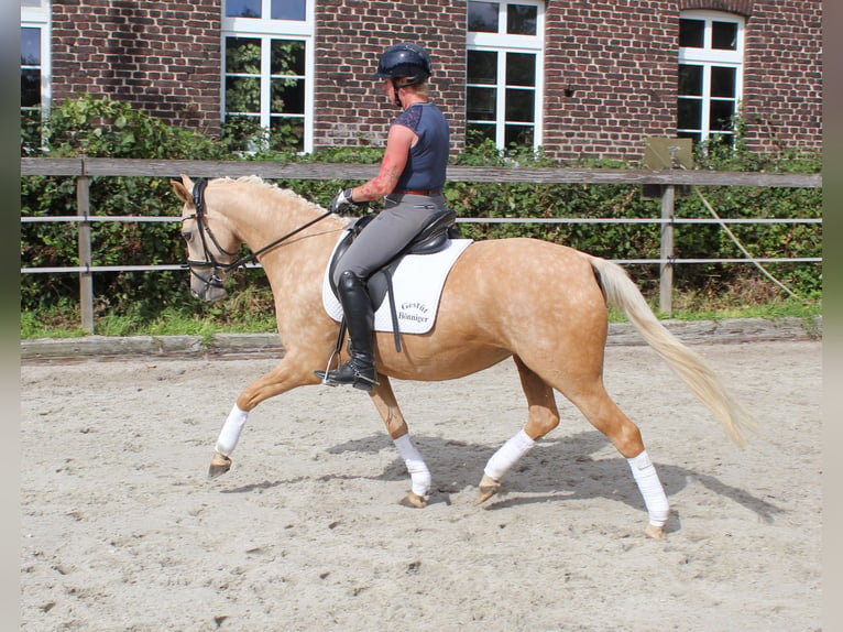German Riding Pony Mare 4 years 14,1 hh Palomino in Tönisvorst