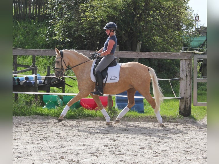 German Riding Pony Mare 4 years 14,1 hh Palomino in Tönisvorst