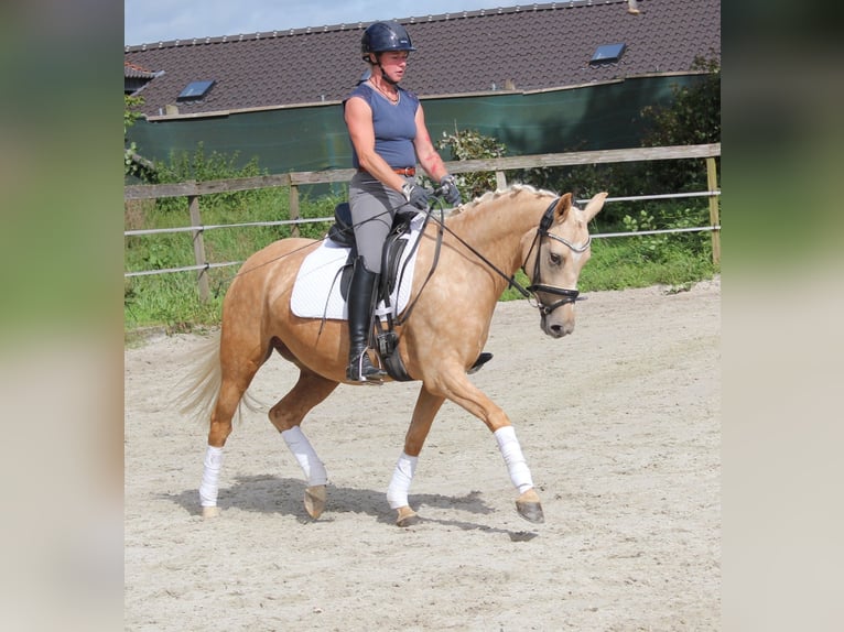 German Riding Pony Mare 4 years 14,1 hh Palomino in Tönisvorst
