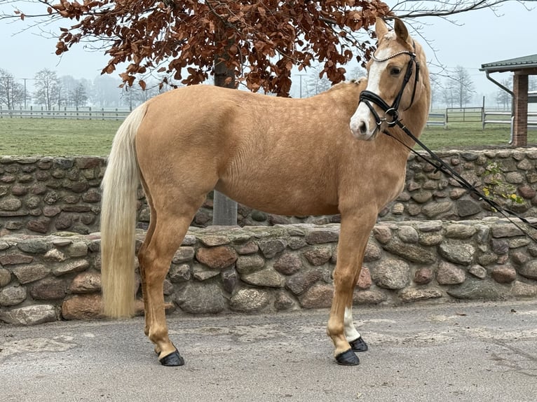 German Riding Pony Mare 4 years 14,1 hh Palomino in Trebbin