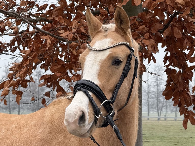 German Riding Pony Mare 4 years 14,1 hh Palomino in Trebbin