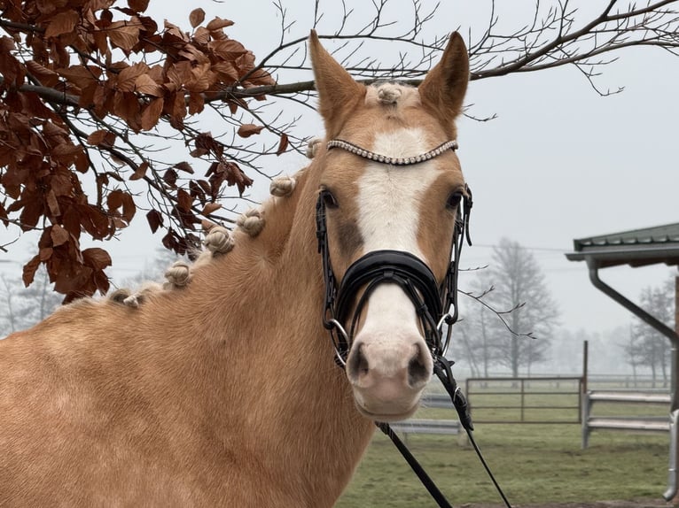 German Riding Pony Mare 4 years 14,1 hh Palomino in Trebbin