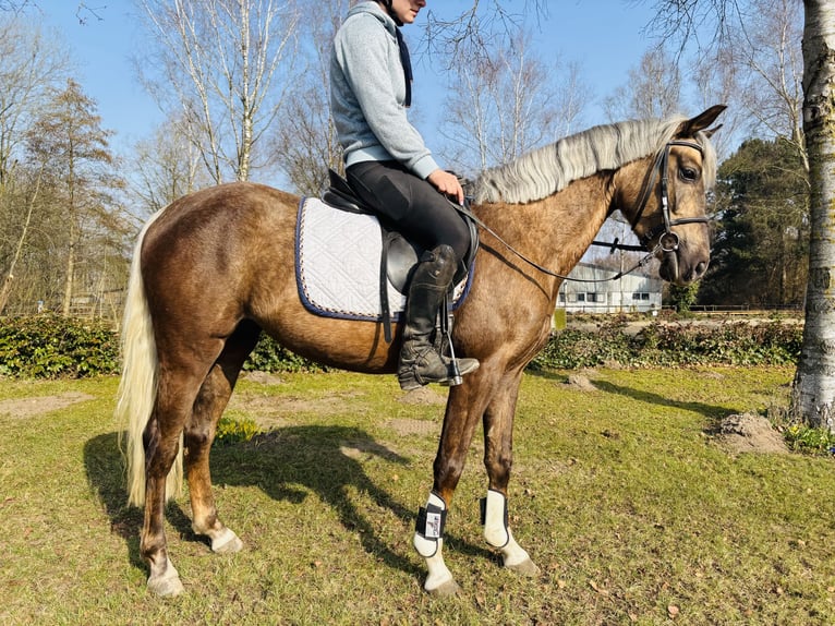 German Riding Pony Mare 4 years 14.1 hh Palomino in Sottrum