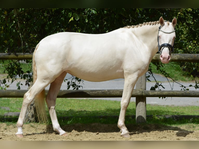 German Riding Pony Mare 4 years 14,1 hh Perlino in Bottrop