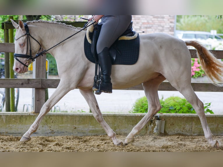 German Riding Pony Mare 4 years 14,1 hh Perlino in Bottrop